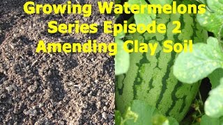 Growing Watermelons Series Amending Clay SoilEpisode 2 [upl. by Becki]