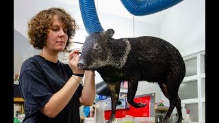 Seltene Lehrberufe TierpräparatorAusbildung im Naturhistorischen Museum [upl. by Assanav]