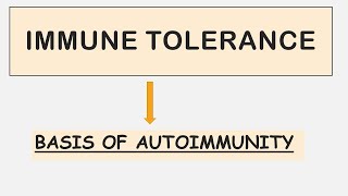 Immune Tolerance  Recent Update  Autoimmunity [upl. by Lilian]