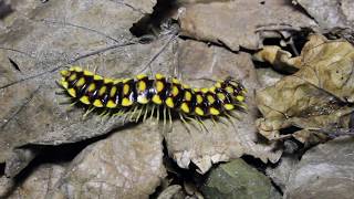 Melaphe cypria  Endemic to Cyprus  Diplopoda [upl. by Scottie]