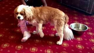 Cavalier king charles spaniel in pain attack syringomyelia [upl. by Naiviv]