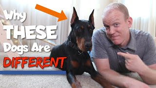 6 Ways Dobermans Are Different From Other Dogs [upl. by Adihsaar]