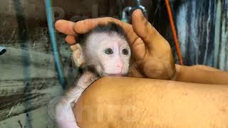 Baby Monkey Chiro wakes up to change diapers CHIRO 003 [upl. by Ahsirkal]