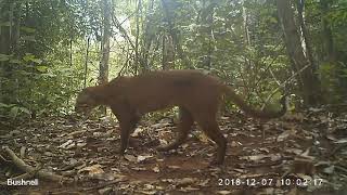 Asiatic Golden Cat Catopuma temminckii [upl. by Nyltiac]