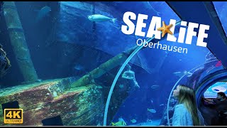 SEA LIFE Oberhausen mit über 5000 Meeresbewohnern in mehr als 50 speziell angelegten Becken [upl. by Harley]