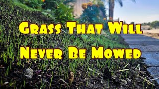 How To Plant Grass Seed On A Hill [upl. by Prentice]