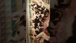 Treeing Walker Coonhound puppies 5 days old [upl. by Down416]