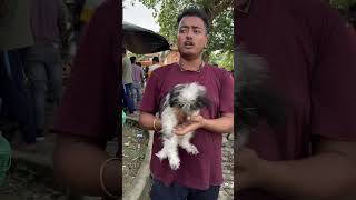 Lhasa Apso Puppy Sell Low Price kolkata pets dogbreed shorts [upl. by Eimrej]