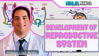 Renal  Kidney Anatomy Model [upl. by Ethelyn813]