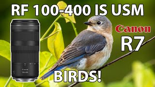 RF 100400 Budget Telephoto Lens Bird Photography Canon EOS R7 [upl. by Mcgurn]