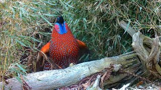 Satyr tragopan Tragopan satyra pheasant courtship display in full 60fps [upl. by Pavier182]