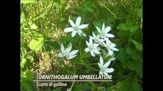 Ornithogalum Umbellatum  Fiori e piante della montagna bellunese 14072014 [upl. by Tammy]