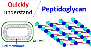 Peptidoglycan  Prokaryotic cell wall [upl. by Blumenthal]