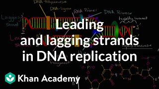 Leading and lagging strands in DNA replication  MCAT  Khan Academy [upl. by Tuppeny]