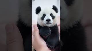 Adorable Baby Panda Takes Its First Steps 🐼🐾 [upl. by Yemac]