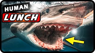 Top 8 Dangerous Sharks To Avoid Shocking Facts Inside  Absolute Nature [upl. by Ettari]