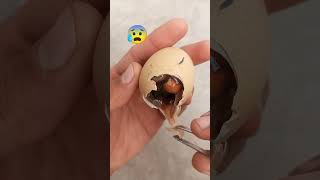 Egg Hatched but chick is no more 😭cute birds shorts [upl. by Eirellam]