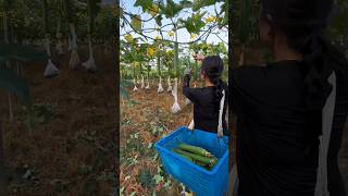 Loofah Harvest satisfying agriculture farming [upl. by Dajma24]