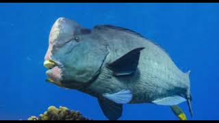 humphead parrotfish sounds [upl. by Atikal]