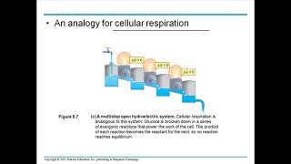 Metabolism  overview 2 [upl. by Haraz]