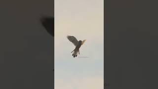 Kestrel flying static in the air kestrel bird static fly wings air nature wildlife HA37667 [upl. by Enitsenre667]