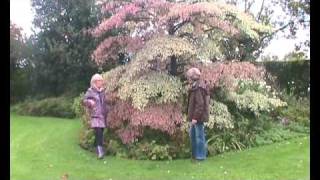 Cornus controversa Variegata Wedding Cake Tree introduction [upl. by Laitselec]