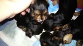 Adorable Yorkshire Terrier Puppies  From Birth to 10 Weeks Old [upl. by Wernick]