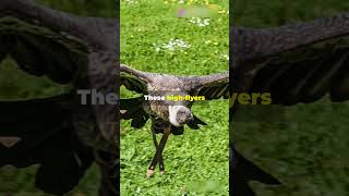 🤯🦅Meet the Worlds HIGHEST Flyers Griffon Vulture facts wildlife funfacts shorts animals [upl. by Euqinay]