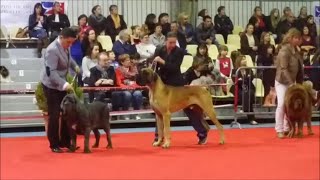 Exposition Canine Internationale Tarbes 2014 [upl. by Arbed]