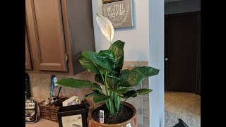 Peace Lilly  Great LOW LIGHT Indoor House Plant [upl. by Ttehr]