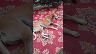 sad dog ho gaya 😭😭😭😭😭😢😢😢😥😥😢😭💔💔💔💔💔💔💔💔💔HEMANTSRIVASTAVAz4z tranding sorts viral subscrib🥹 [upl. by Ru]