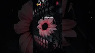 Best Lines For Whatsapp Status  Heart Touching Lines  Whatsapp Status [upl. by Anoniw]