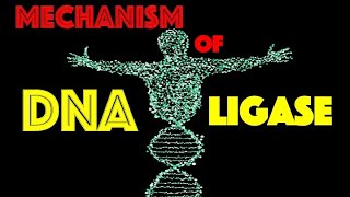 MechanismDNA Ligase [upl. by Gnot]