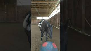 Push The Ball   funny horse liberty cheval ghoda horse horse girl rider [upl. by Gnem]