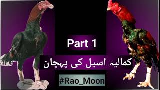 kamalia Aseel Ke Pehchan  part 1  kamalia club  Rao Moon [upl. by Ikcaj]