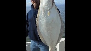 Halibut trolling at the Alameda Rock Wall [upl. by Ashti]