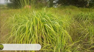 Is Lemongrass farming profitable  what issue you face n answers to many other problems [upl. by Lourie]