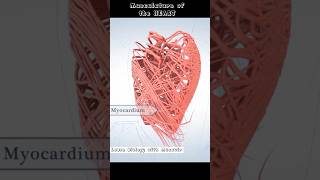 Musculature Of The Heart  Cardiac Muscles  cardiology [upl. by Enautna]