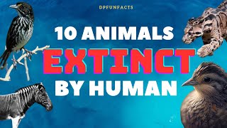 10 Animals Have Gone Extinct Because Of Humans  DPFunFacts [upl. by Bussy]