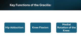 The Gracilis Muscle Your Inner Thigh’s Secret Weapon 💥 [upl. by Macdonald]