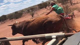 2018 Mustering Season Wa [upl. by Aicercul]