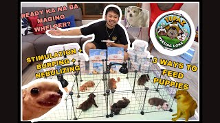 WHELPING PUPPIES from 14weeks  feat TUPAZ Nursing Home [upl. by Fulbert]