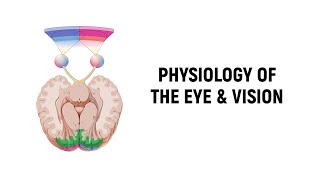 Physiology of Vision Lecture [upl. by Hertz]