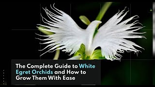 Unbelievable Secret to Growing White Egret Orchids  You Wont Believe What Happens Next [upl. by Harihs]