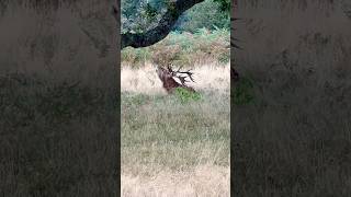 Red Stag During the Rut reddeer stags shorts [upl. by Attenej925]