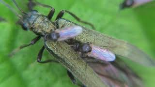 Biting Midges Tiny Pests You Cant Ignore  Learn about Ceratopogonidae and Their Annoying Bites [upl. by Beuthel]