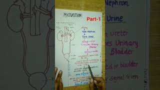 Micturitionclass11neet2024neetbiologycbseyoutubeshortsshortsexcretoryproductamptheirelimination [upl. by Balac]