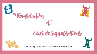 Transduction et voies de signalisations GPCR tyrosine kinase Système endocrine [upl. by Siuqram452]