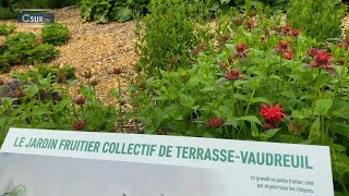 EN BREF  DEUXIÈME ANNIVERSAIRE DU JARDIN FRUITIER DE TERRASSEVAUDREUIL [upl. by Seligman]