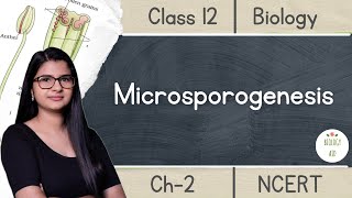 Class 12  Microsporogenesis  NCERT Hindi [upl. by Shimberg]